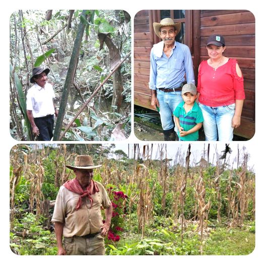 imagen alusiva a   Avanza el cuidado y conservación de los bosques gracias a las familias vinculadas al Esquema de Pagos por Servicios Ambientales a través del Incentivo Forestal Amazónico