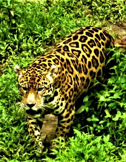 imagen alusiva a  Conflictos con grandes felinos silvestres
