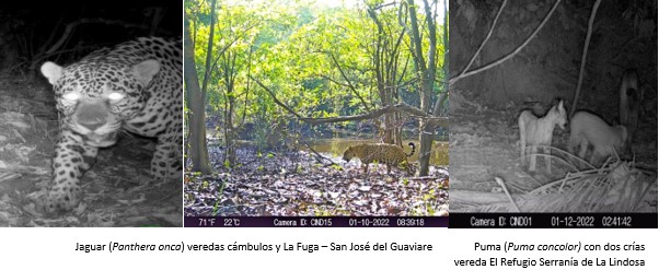imagen alusiva a  EL Departamento del GUAVIARE avanza en la validacion del corredor jaguar entre la ZRFP Lindosa y los PNN de los departamentos del GUAVIARE y META