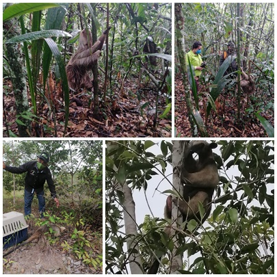 imagen alusiva a  Liberación de Fauna (Oso Hormiguero y Oso Perezoso) en el departamento del Guaviare