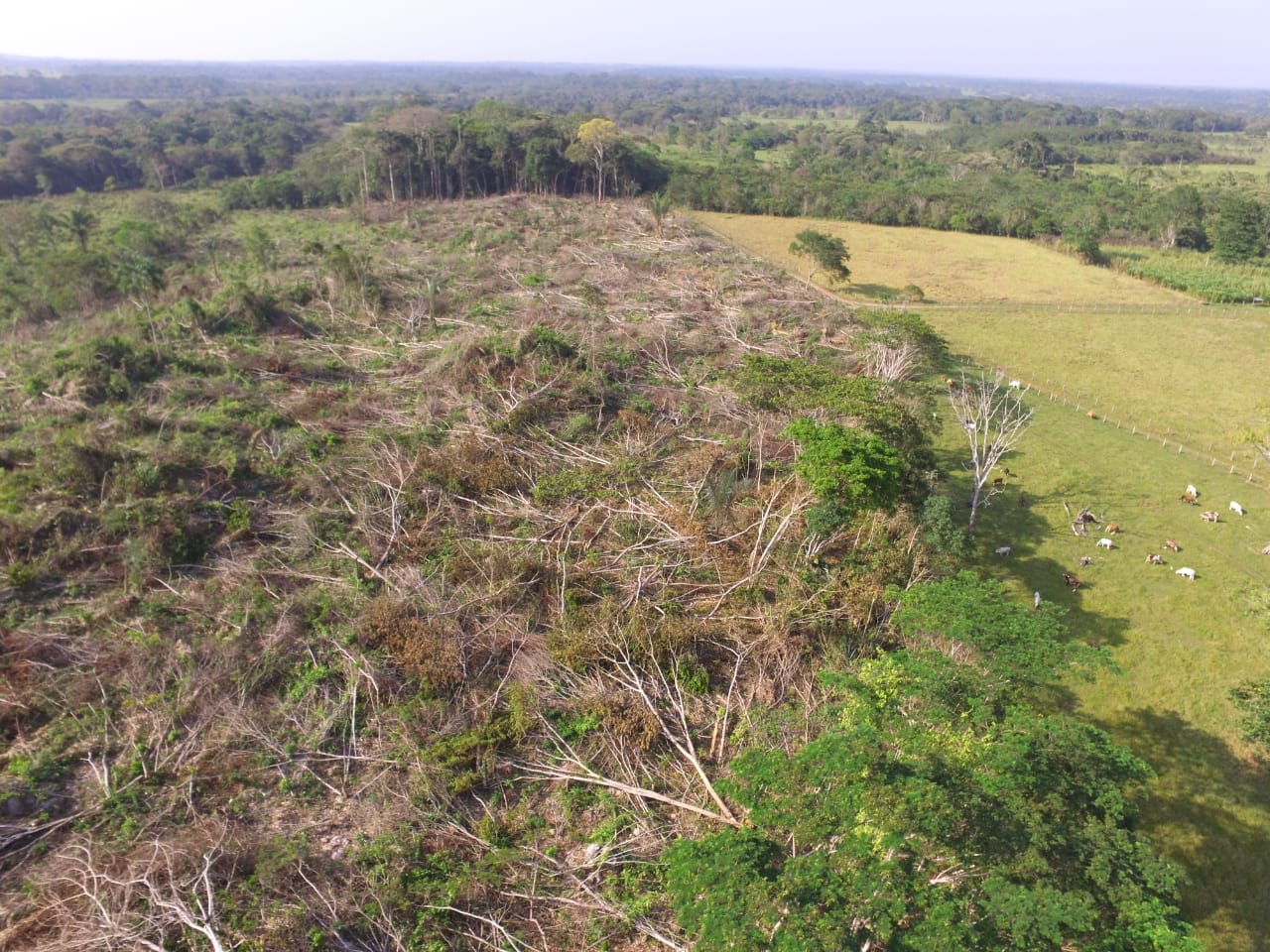 Gráfica alusiva a la noticia La CDA con el apoyo de Visión Amazonia, avanza en el control a la deforestación 